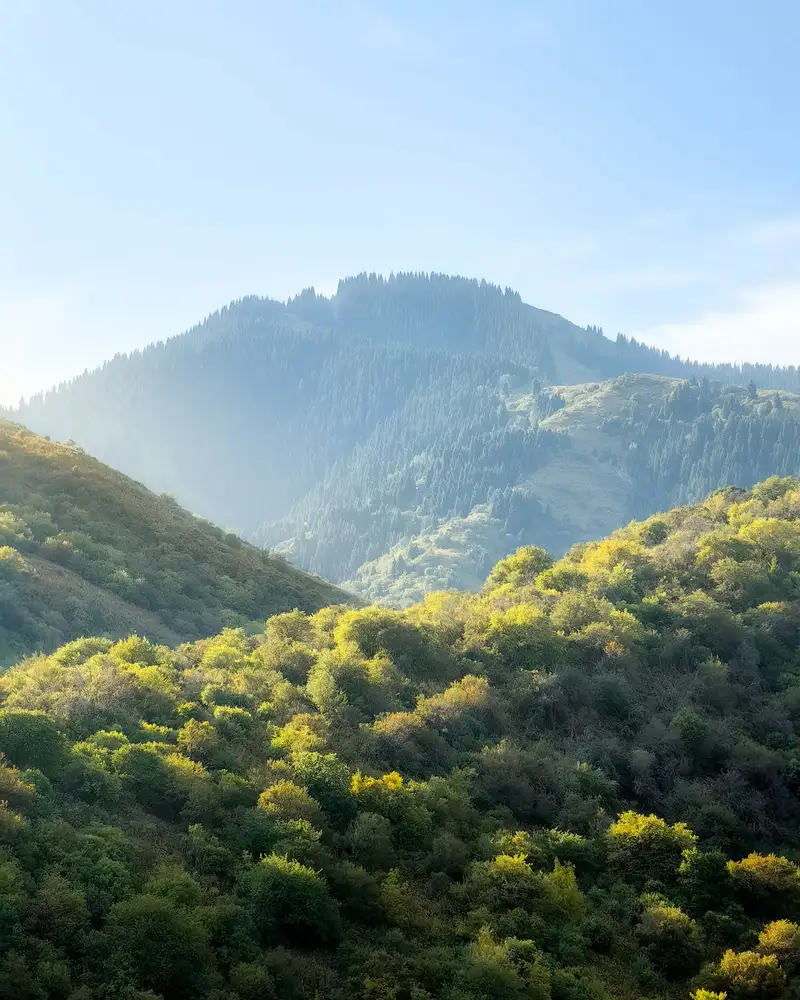 Rolling green foothills in soft morning light, with a forested mountain ridge rising behind