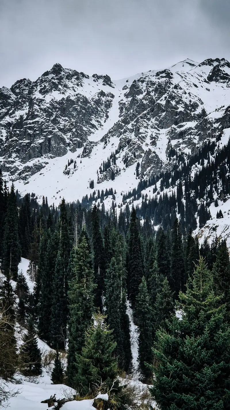 Dark-green spruce forest standing against snow-covered rocky peaks